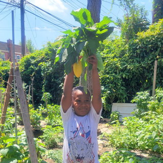 Callaloo: powers of callaloo root