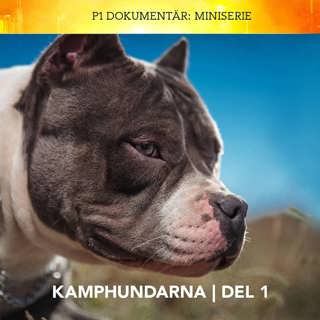 PODDTIPS: P1 Dokumentär Miniserie – Kamphundarna