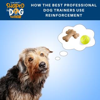 How the Best Professional Dog Trainers Use Reinforcement #94