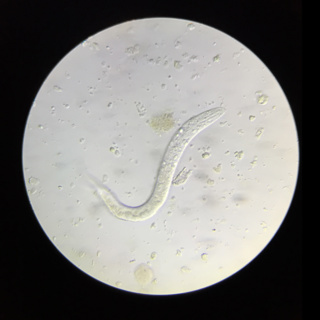 Ep 71: Chameleon Parasites with Sean McCormack MVB