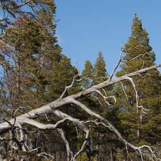 Naturskogen hotad – ”Det här är Sveriges Amazonas”