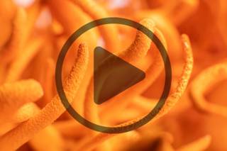 What are Cordyceps?