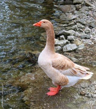 Audio Article: Friendly Geese for Backyard Flocks