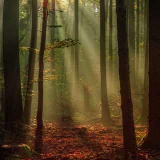 A walk through a serene forest