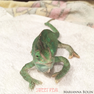 96: Rescuing an MBD Chameleon with Cheryl Garcia