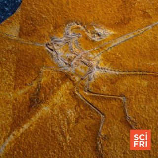 Did Dinosaur Flight Evolve More Than Once? | Biodiversity’s Biggest Event Is Underway