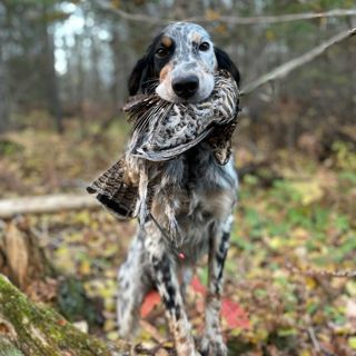 #284 | Introducing the Minnesota Bird Hunter Diary
