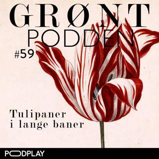 #59 Tulipaner i lange baner