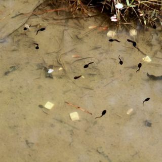 FE: Emma Sayer talks to Kelsey Shaw about disease transmission and considering the community