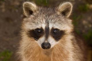 Raccoon Revival