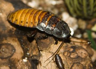 Madagascar Hissing Cockroach: Heroes of Our Ecosystems