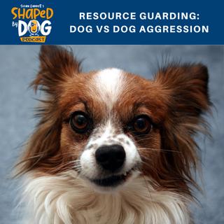 Resource Guarding: Dog vs Dog Aggression #66