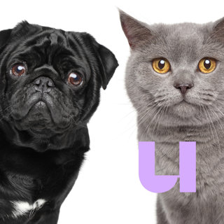 468. Hond vs kat: wat is het leukste huisdier?