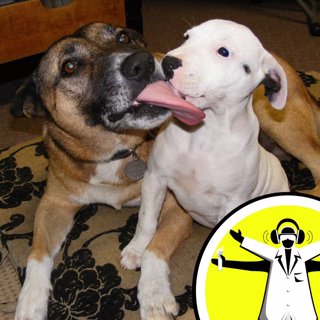 Do Dogs Understand People?