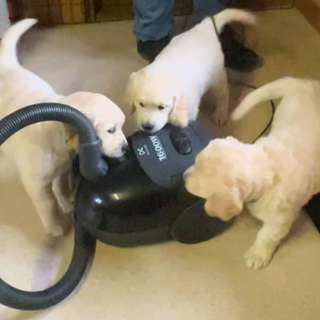 Hvordan lager man robuste valper?