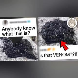 The Truth Behind The Viral Venom Video