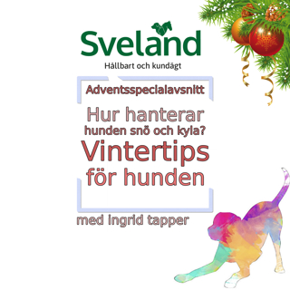 Hur hanterar hunden snö och kyla? - vintertips för hunden [Adventsspecial]