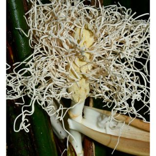 New Plant Discovered in West Texas, Neotropical Palms, & Panama Hats