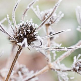Sowing Success: Garden Planning & Front Garden Inspiration