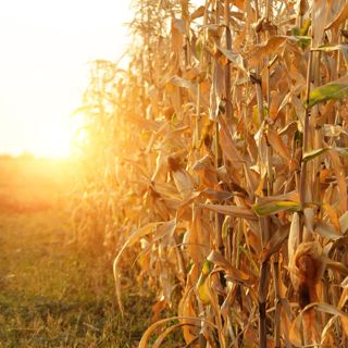Farm Cornfield Wind- 10 Hours Sleep Sound