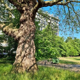 Skogsfredag 170, Vännäs - Hyde Park