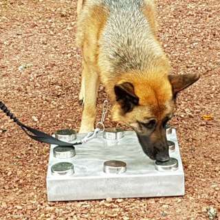 Episode 4 - Diabetes varslingshund og flaggermushunder