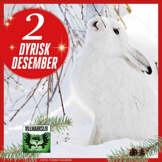 Dyrisk Desember 2: Haren – lynrask og lommekjent