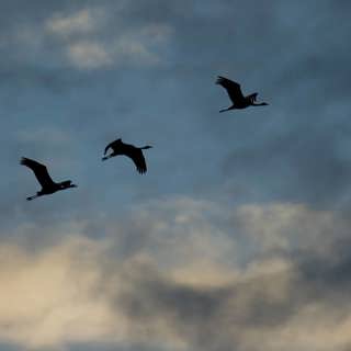Skogsängarnas gräsfjäril – och flyttfåglar som räknas över hela Europa