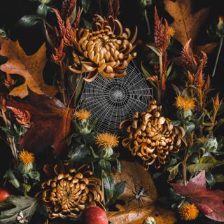 Alyssa Thorne: Still Life Storyteller