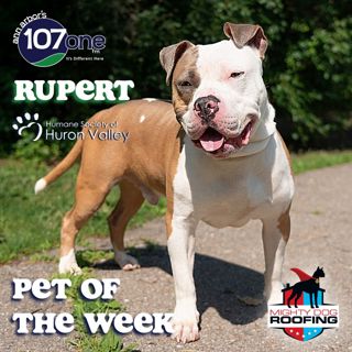 a2VV: HSHV Pet of the Week 7/17/25