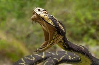 Podcast 682: Snake Bites