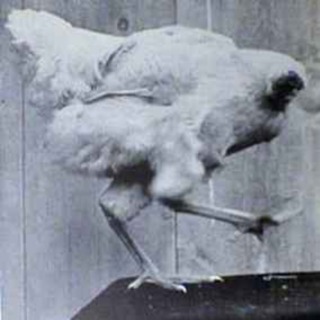 #17 Mike the Headless Chicken