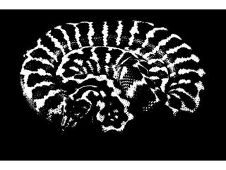 CARPET CLIFF NOTES #5: Russian Tigers