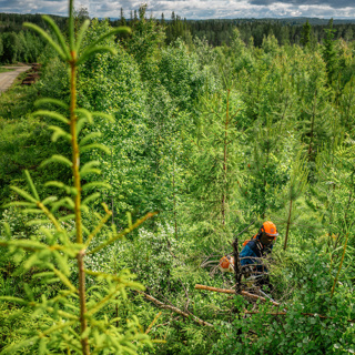 Gröna arbetsgivare om ockerhyrorna: ”Har inte fått någon förhandlingsframställan”