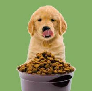 A Dog's Dinner: What Should We Really Be Feeding Our Pets?