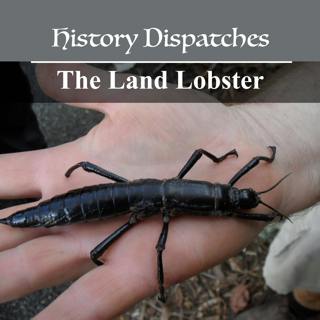 The Land Lobster: The world's rarest insect