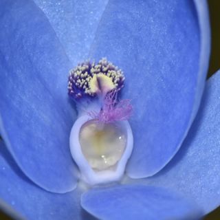 Underground Orchids, Australian Botany, Proteaceae Floral Morphology