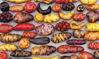 How Potatoes Took Over the World