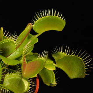 Why did Venus Flytraps Develop a Taste for Meat?