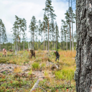 Fusk med löner i skogen