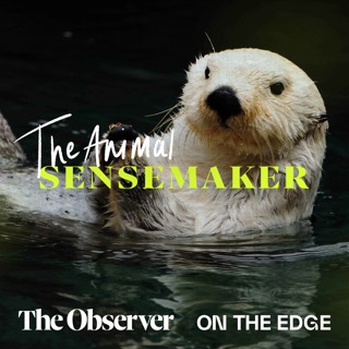 Sea otters: favourite rocks and tummy tables