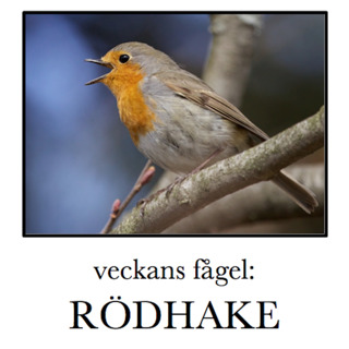 Rödhake