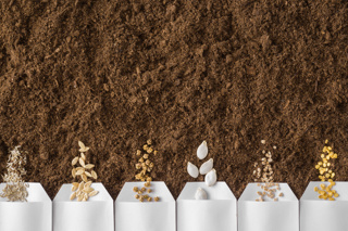 Audio Article: Why Is There Still a Seed Shortage?