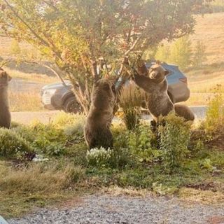 311: Saving Bears by Making Cider | Farmstead Cider, WY