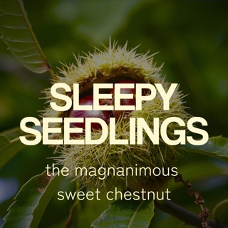 The Magnanimous Sweet Chestnut