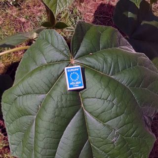 Skogsfredag, Avsnitt 39 - Paulownia, ståndortskartor och biodiesel eller toapapper