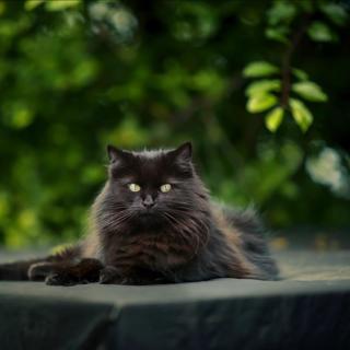 He Didn't Want a Home—But She Saved Him Anyway
